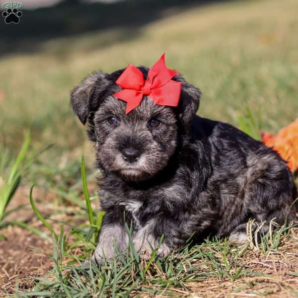 Remi, Miniature Schnauzer Puppy